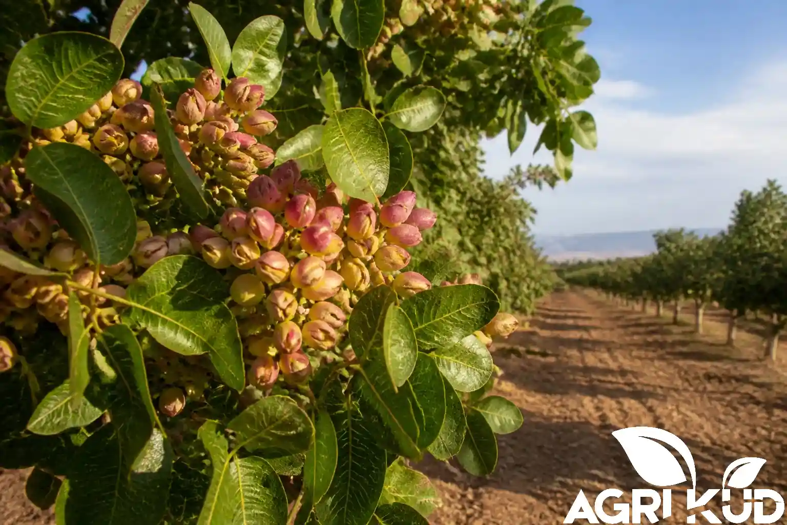 هیومیک اسید برای پسته