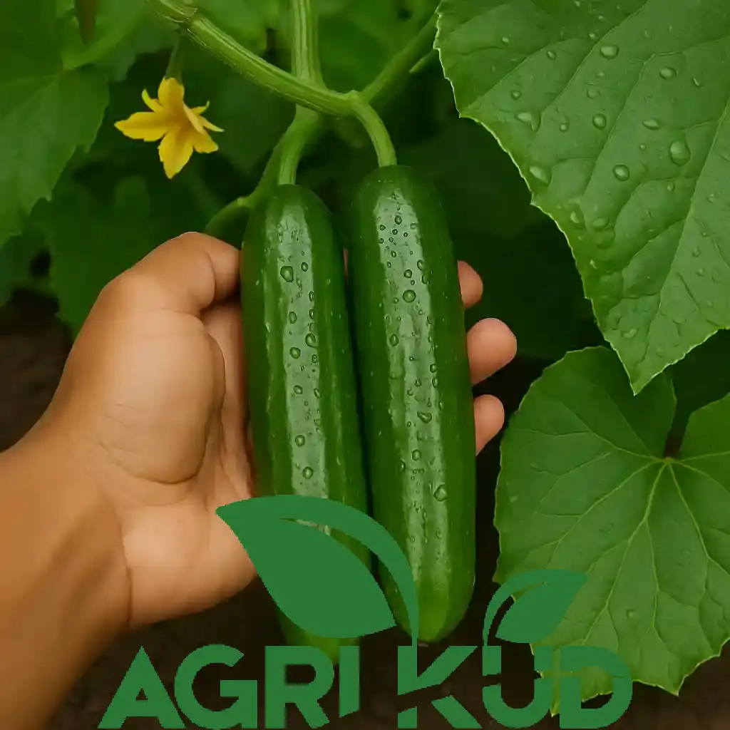 کود برای رشد سریع خیار