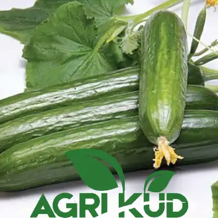 کود برای رشد خیار