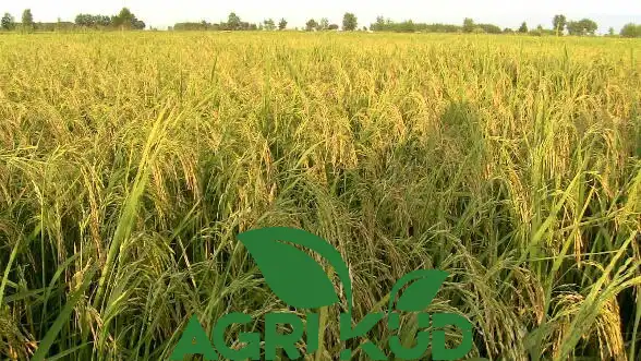 تناژ برنج
