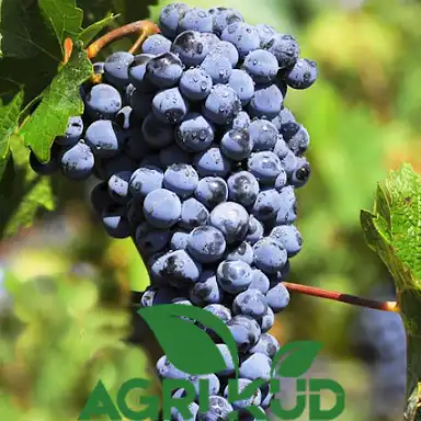 کود برای انگور