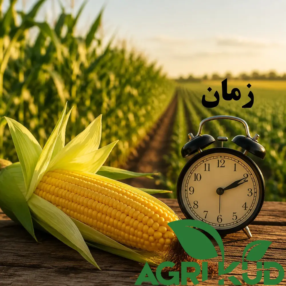 زمانبندی کود برای ذرت