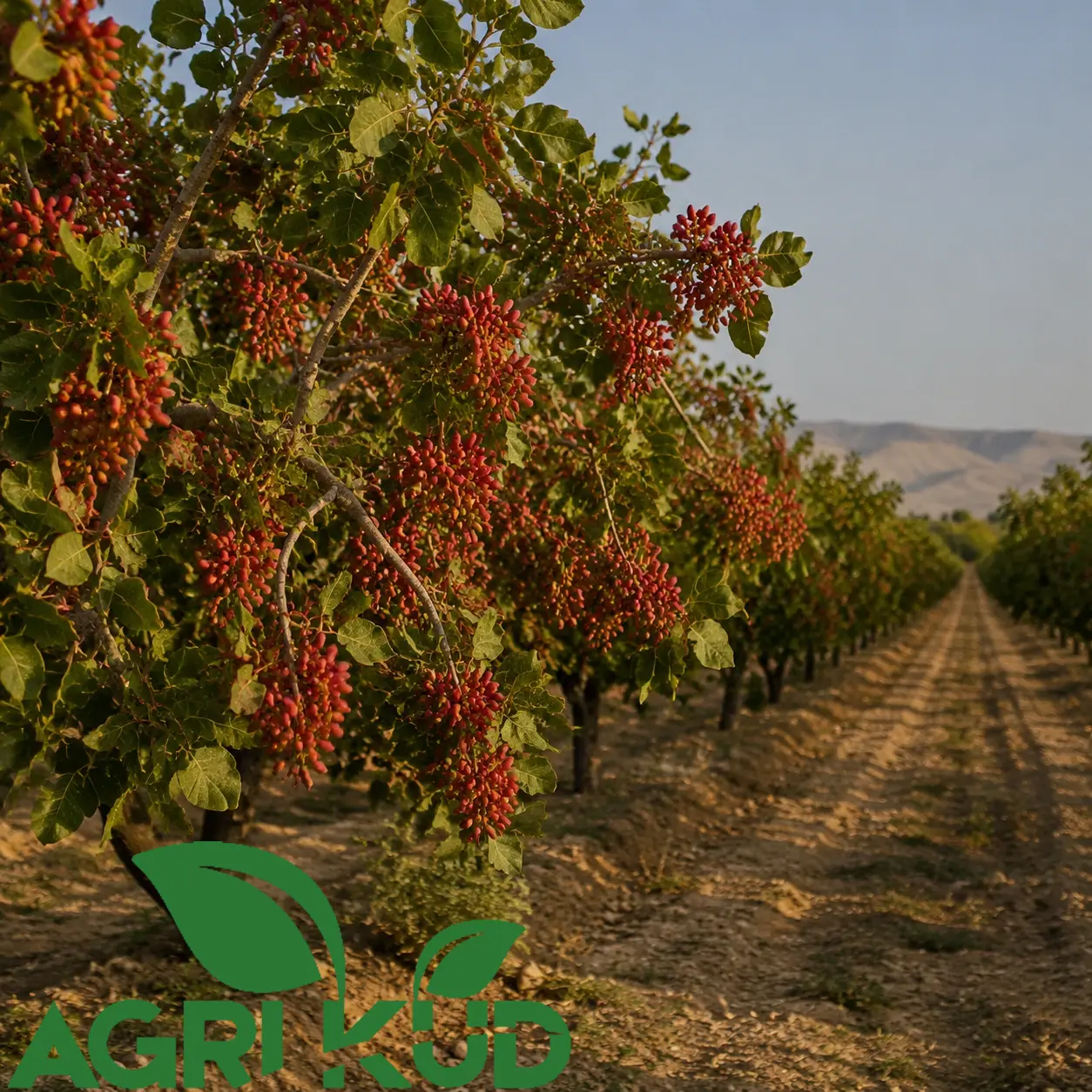 قبل گلدهی