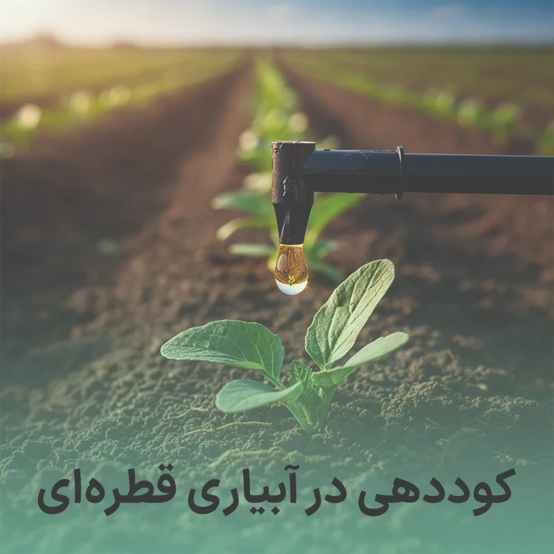 کوددهی به روش آبیاری قطره‌ای