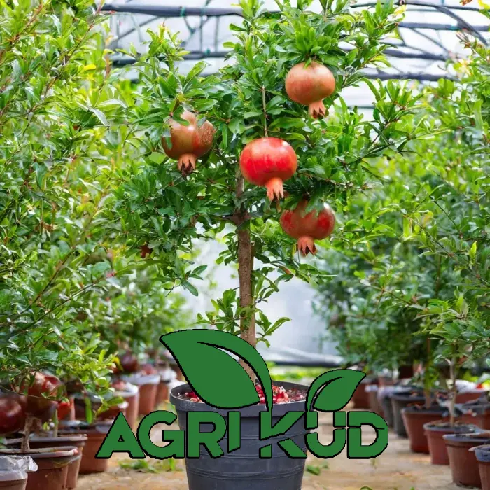 بهترین کود برای انار