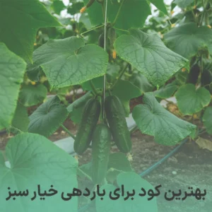 کود برای باردهی خیار سبز