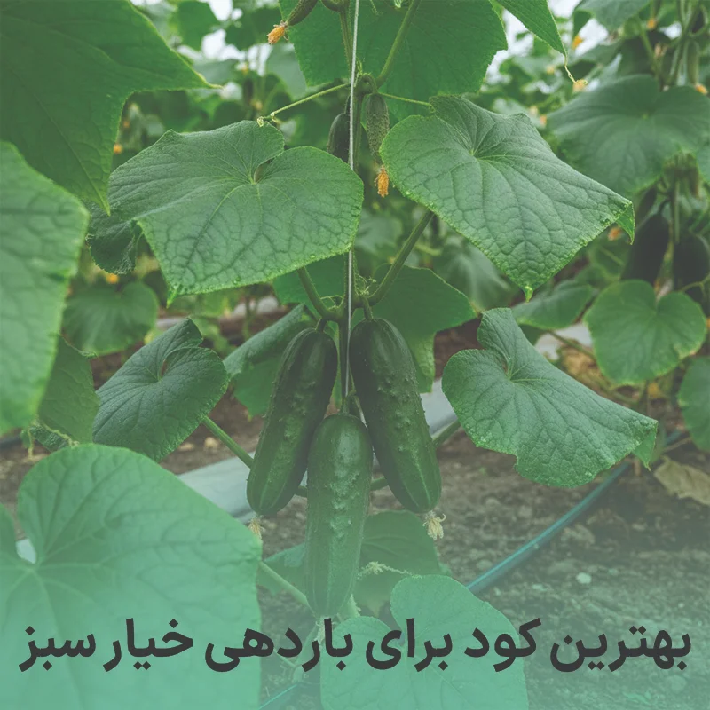 کود برای باردهی خیار سبز