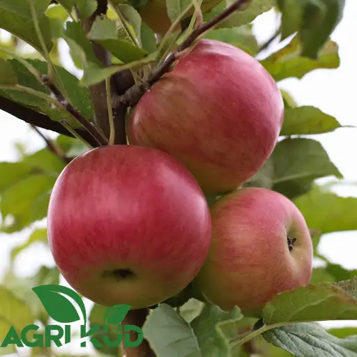 کود برای درخت سیب