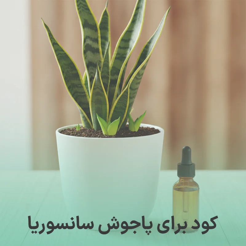 کود برای پاجوش سانسوریا