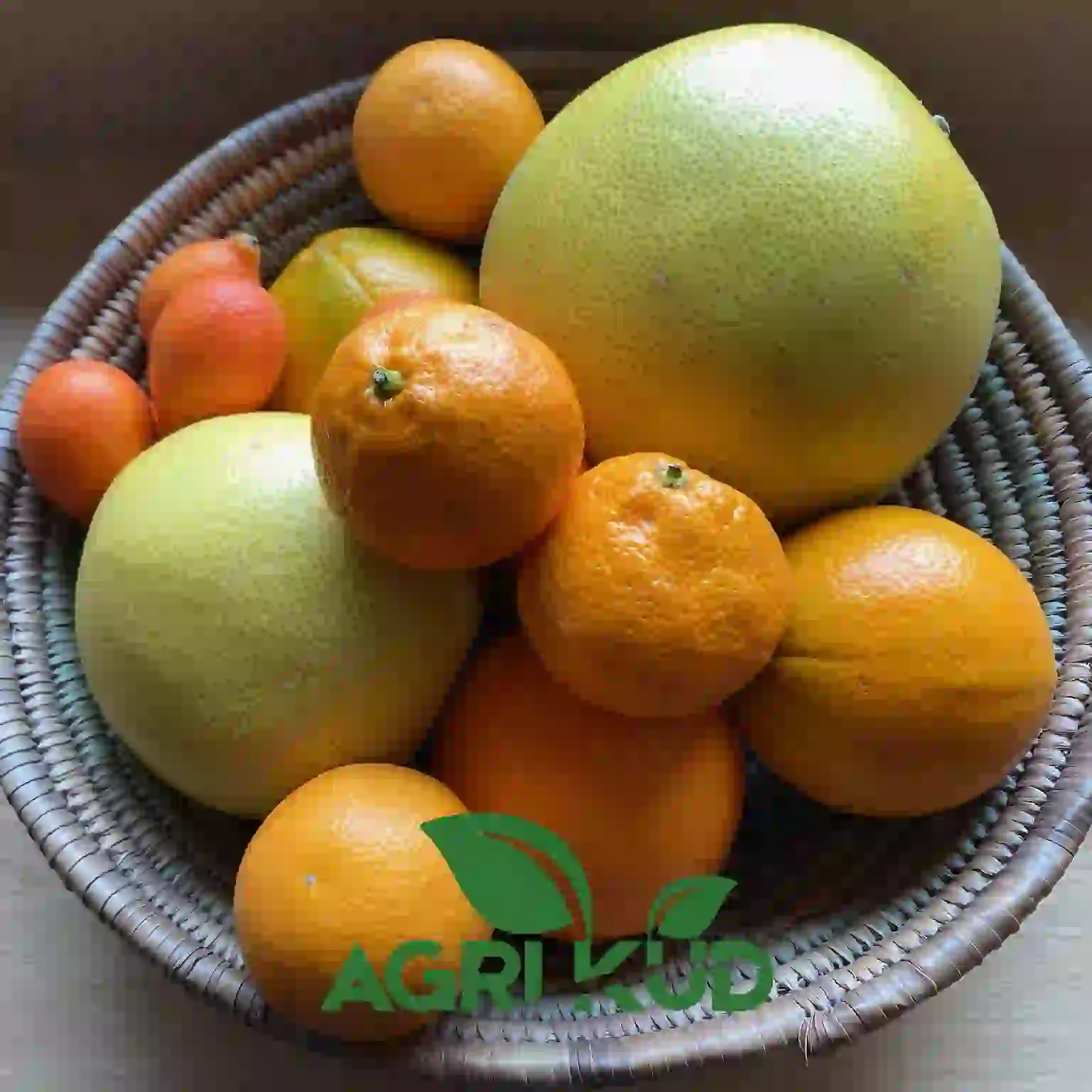 کود برای رشد سریع درخت مرکبات
