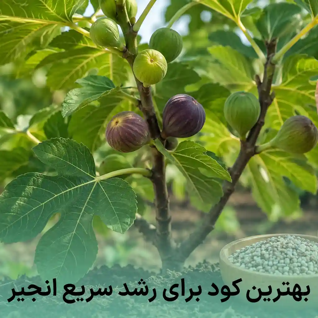 بهترین کود برای رشد سریع انجیر