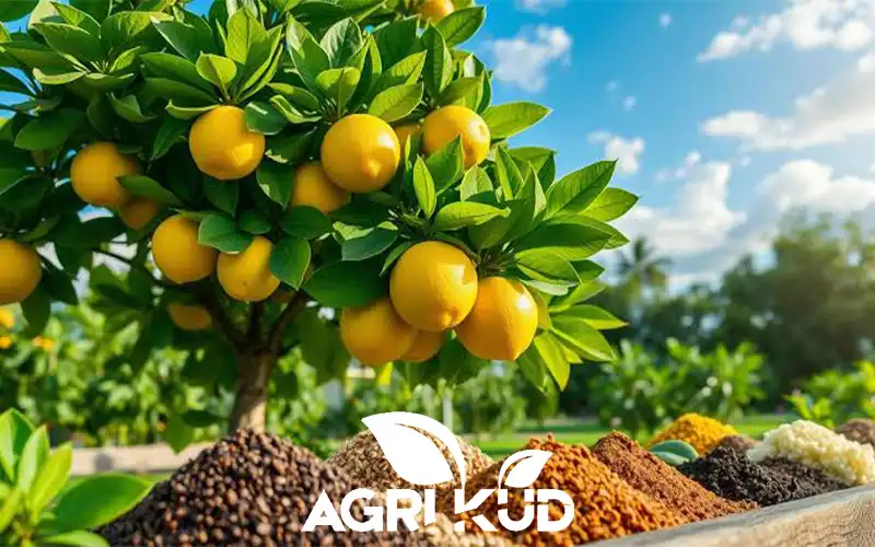 کود برای مرکبات
