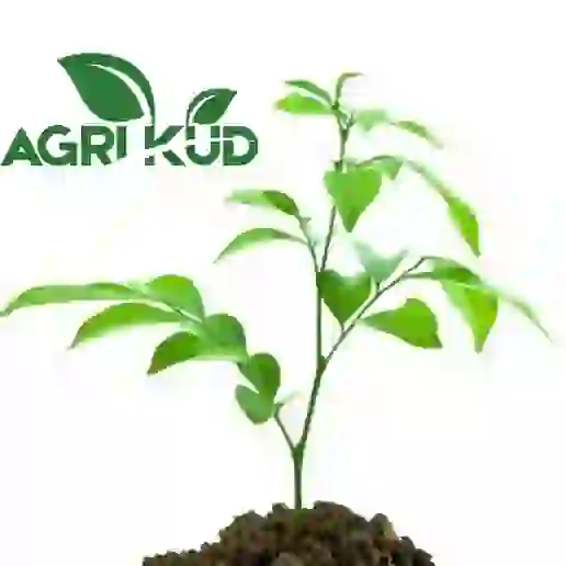بهترین کود برای رشد سریع درخت مرکبات