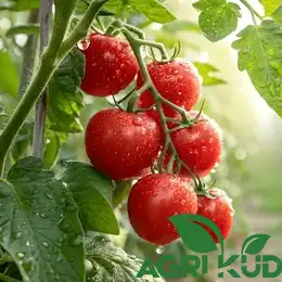 کود گوجه
