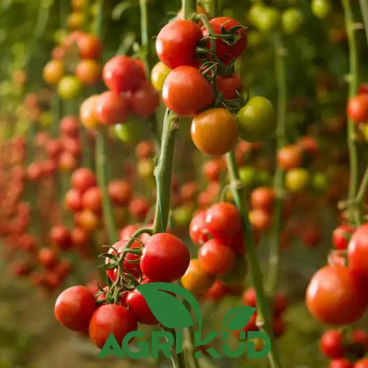 بهترین کود برای گوجه فرنگی