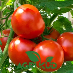  کود برای گوجه فرنگی