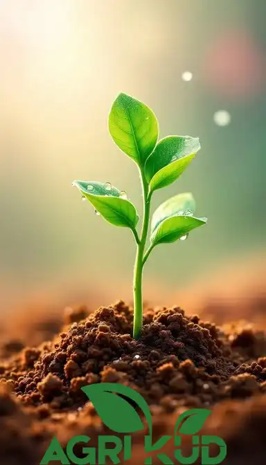 کود برای رشد بیشتر نهال