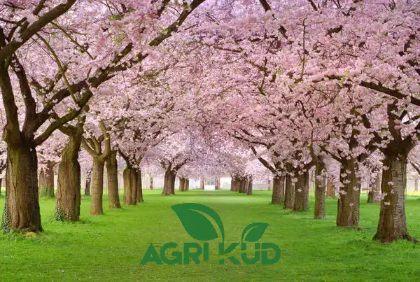کود برای رشد
