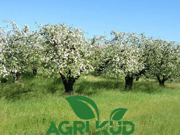 کود برای افزایش میوه