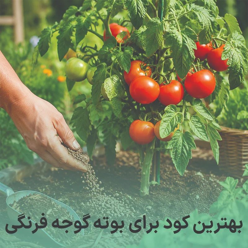 بهترین کود برای گوجه فرنگی