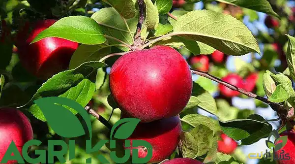 کود میوه