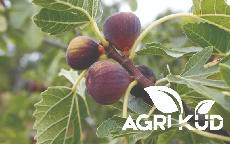  کود برای رشد سریع درخت انجیر