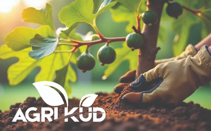 بهترین کود برای رشد سریع انجیر