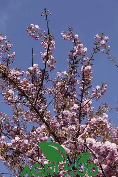 بهترین کود برای درختان میوه