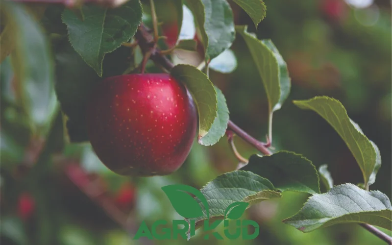بهترین کود برای باردهی درخت سیب 3