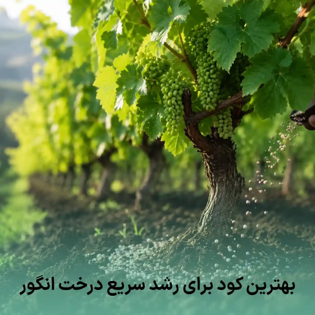 بهترین کود برای رشد سریع درخت انگور