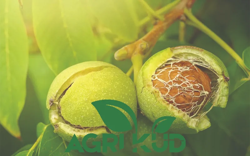 بهترین کود برای درخت گردو در پاییز2