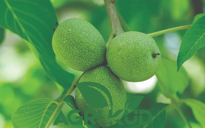 بهترین کود برای درخت گردو در پاییز3