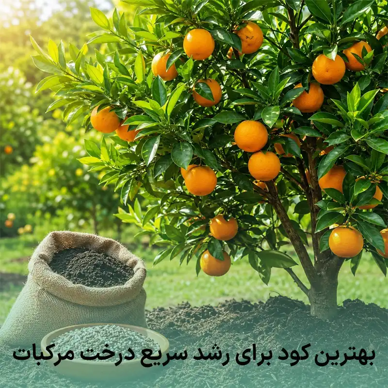 بهترین کود برای درخت مرکبات