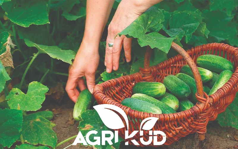 کود برای باردهی خیار سبز3
