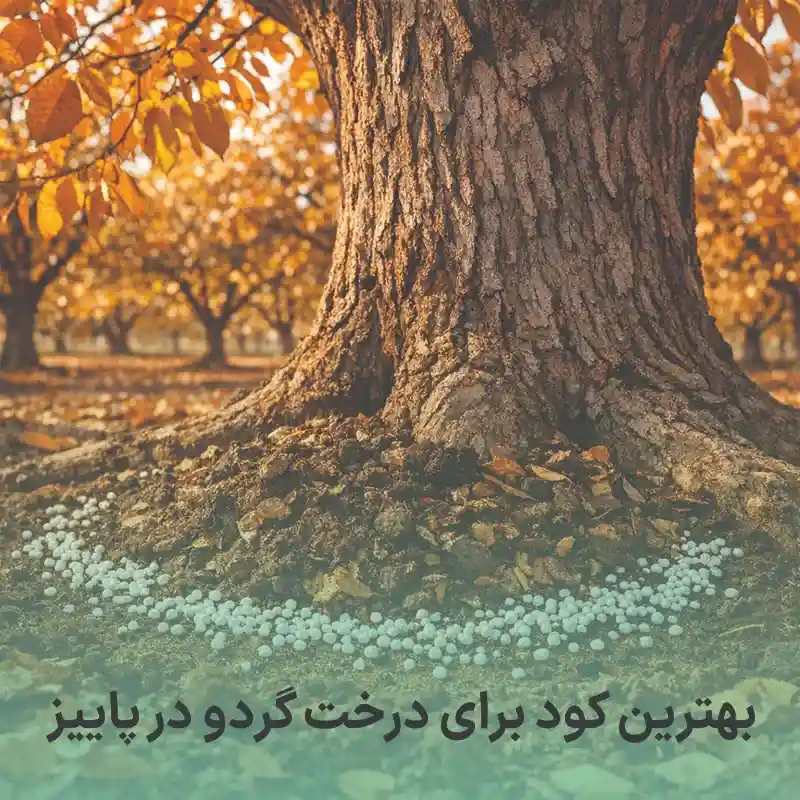 بهترین کود برای درخت گردو در پاییز