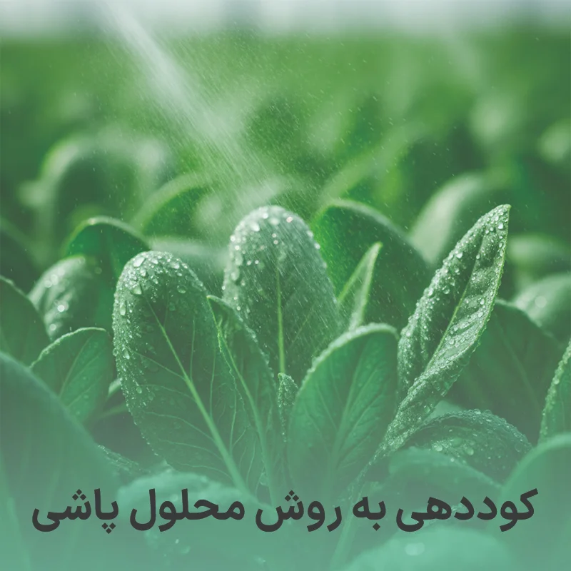 کوددهی به روش محلول پاشی