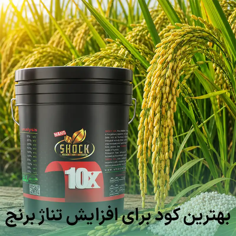 کود برای افزایش تناژ برنج