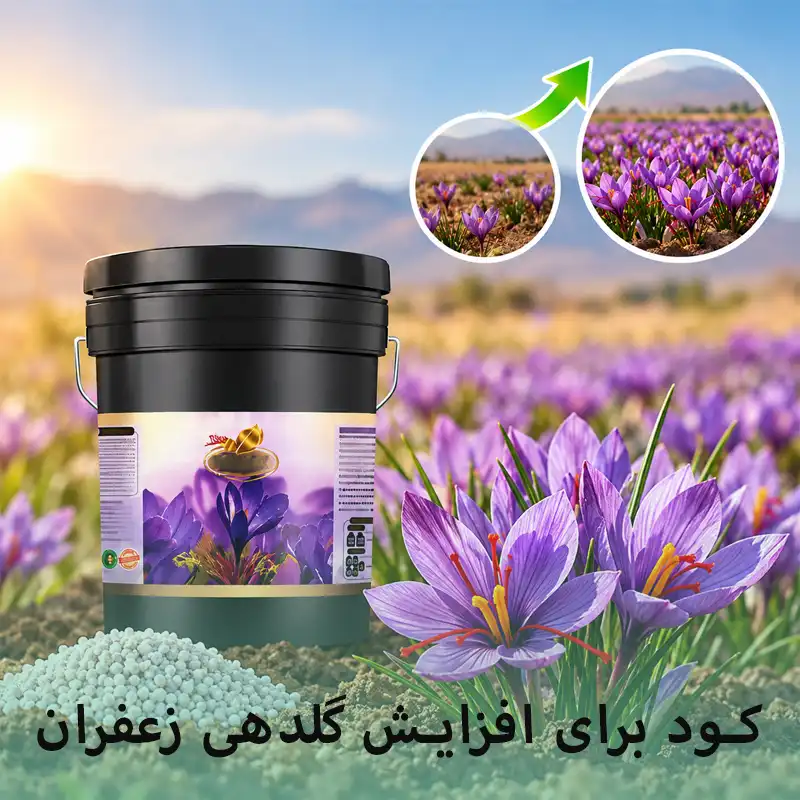 کود برای افزایش گلدهی زعفران