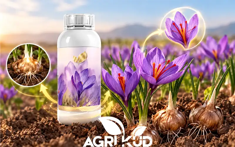 کود برای تقویت پیاز زعفران