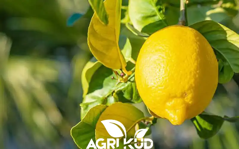 کوددهی درخت میوه در مرداد و شهریور