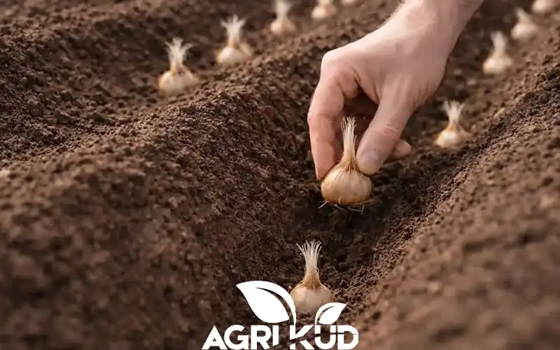 کود برای محلول پاشی زعفران