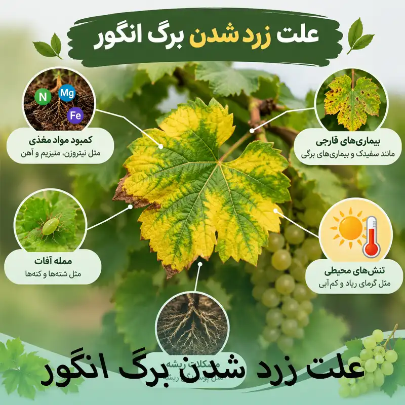 علت زرد شدن برگ انگور