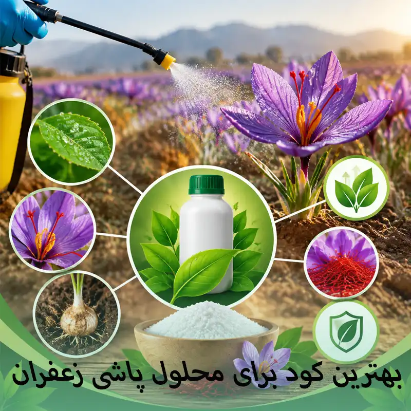 بهترین کود برای محلول پاشی زعفران