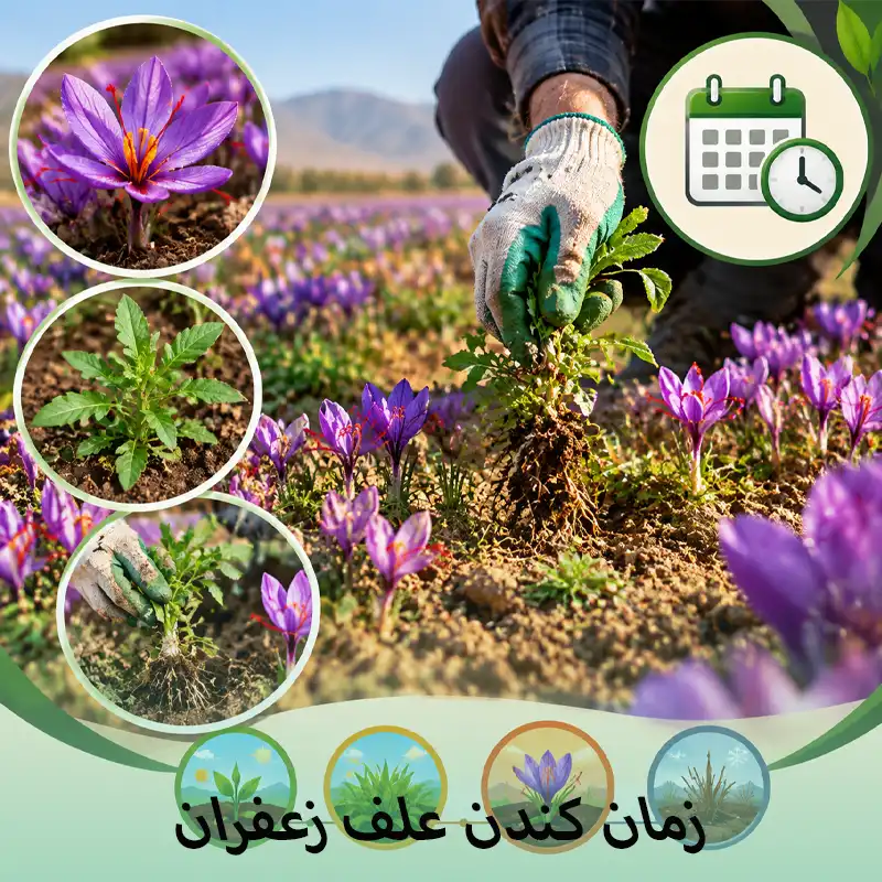 زمان کندن علف زعفران