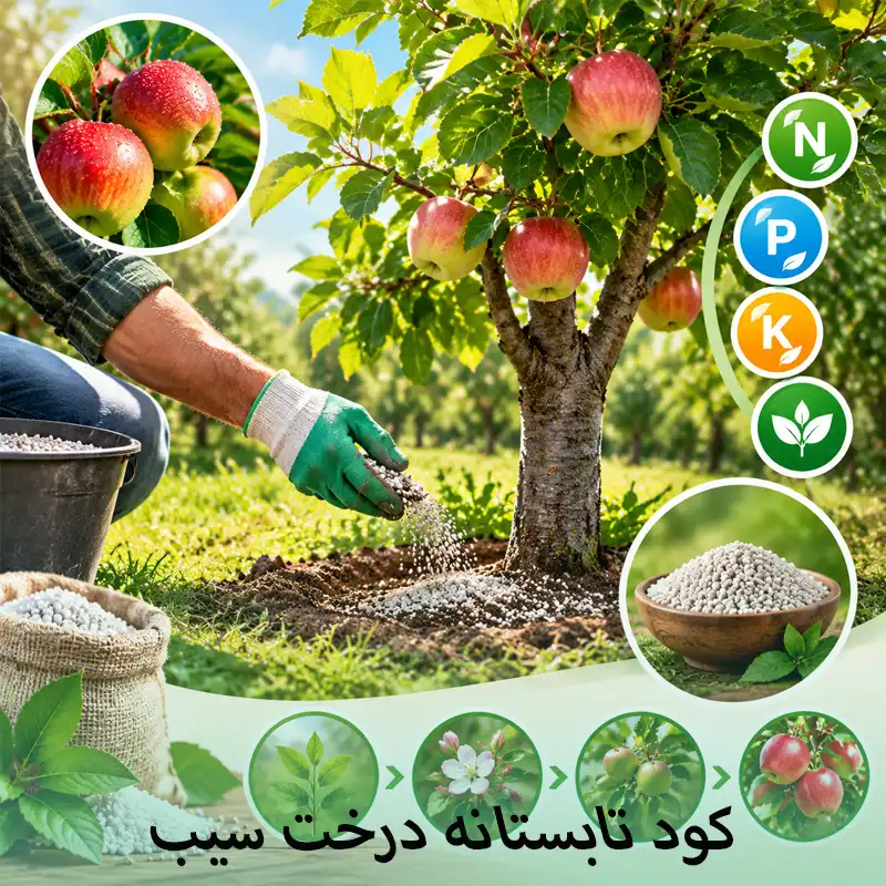 کود تابستانه درخت سیب