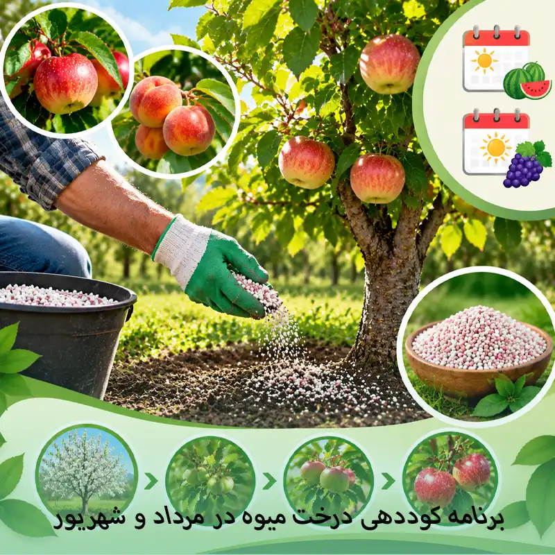 برنامه کوددهی درخت میوه در مرداد و شهریور