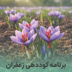 برنامه کوددهی زعفران