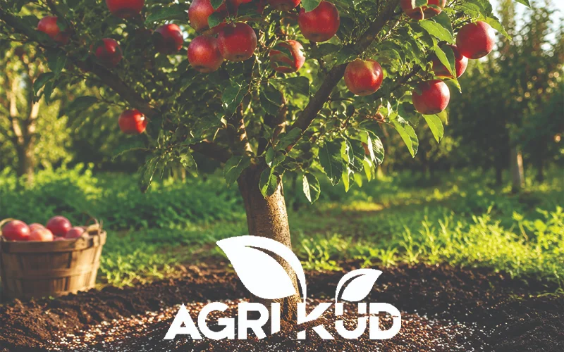 برنامه کوددهی درخت سیب