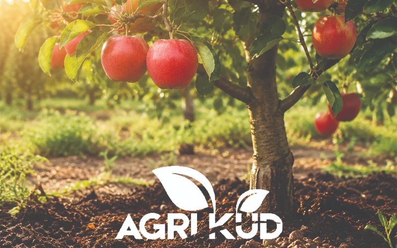 برنامه کوددهی درخت سیب