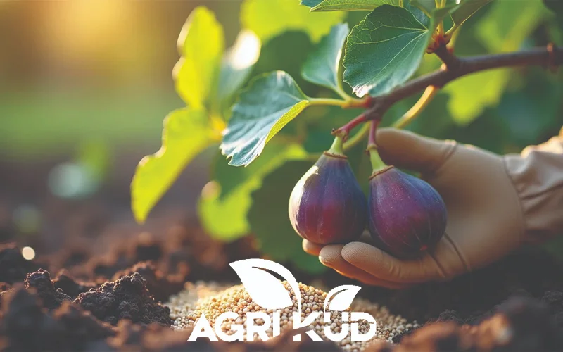 کود برای درشتی انجیر1